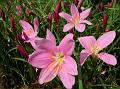 Pink Rain Lily